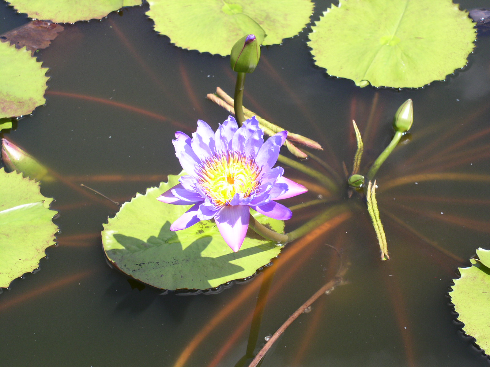 photo1